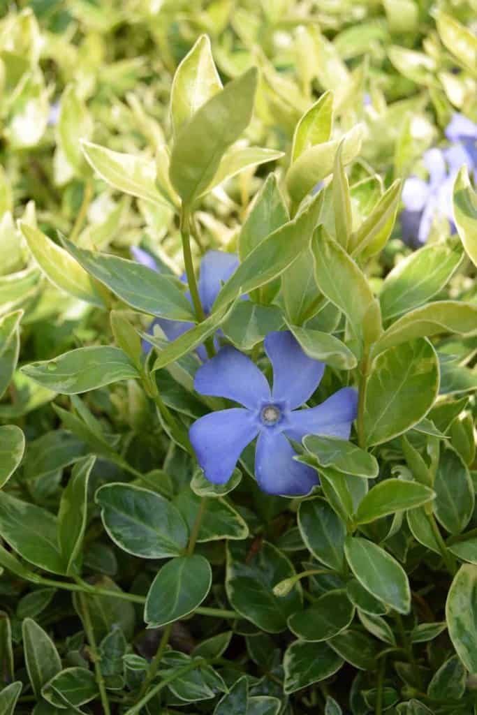 Vinca minor 'Argenteovariegata' ---